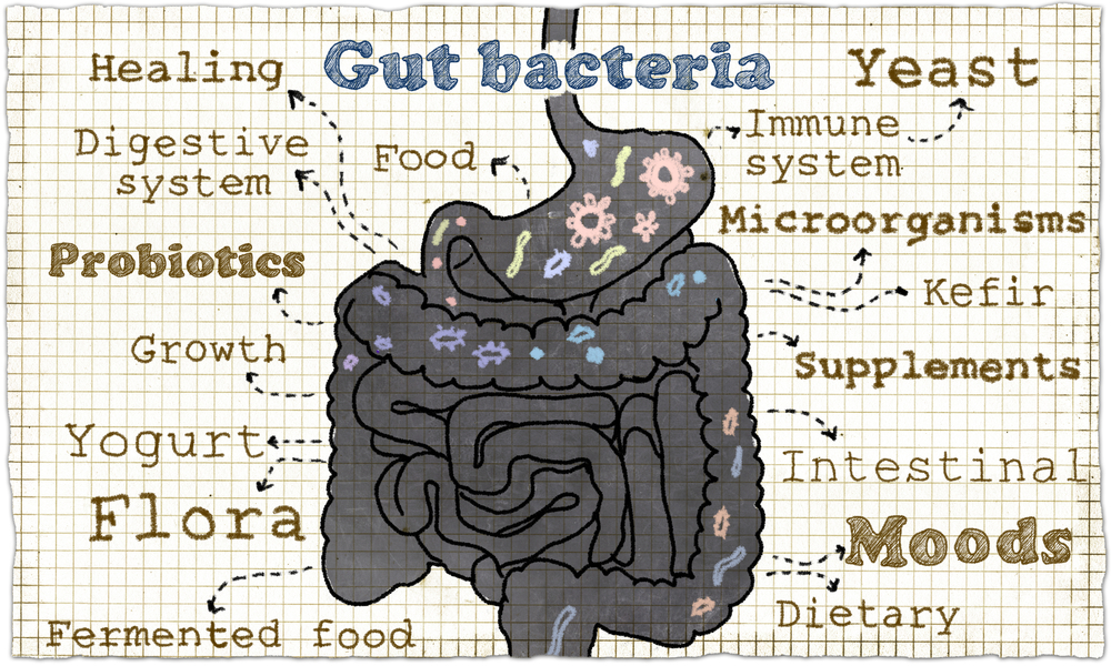 Capabilities of the gut